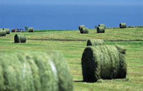 Abashiri shiei Misaki Bokujyo (Abashiri shiei Misaki Farm)