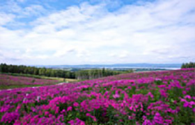 Phlox Park