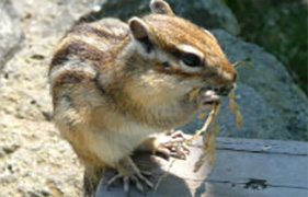 Okhotsk Chipmunk Park