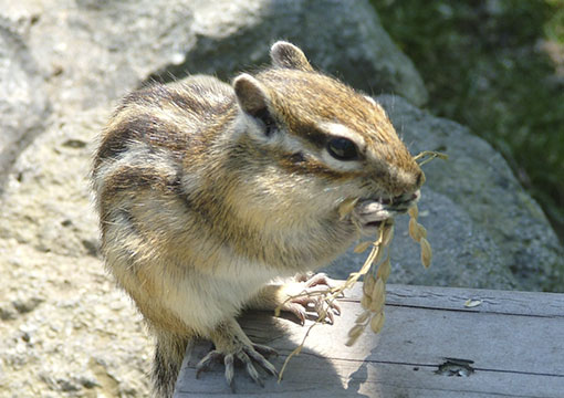 オホーツクシマリス公園